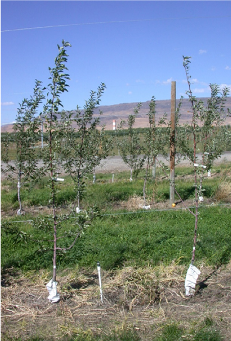 Non-Treated Apples