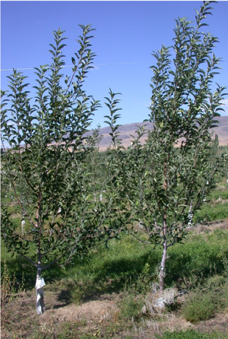 Treated Apples