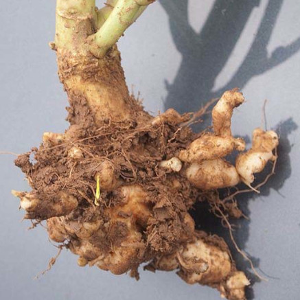 Plasmodiophora brassicae in Brassicas