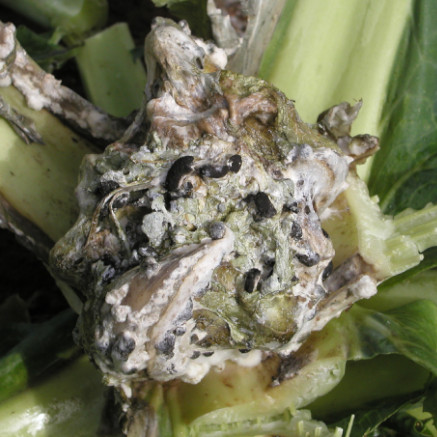 Sclerotinia sclerotiorum symptoms in Brassicas