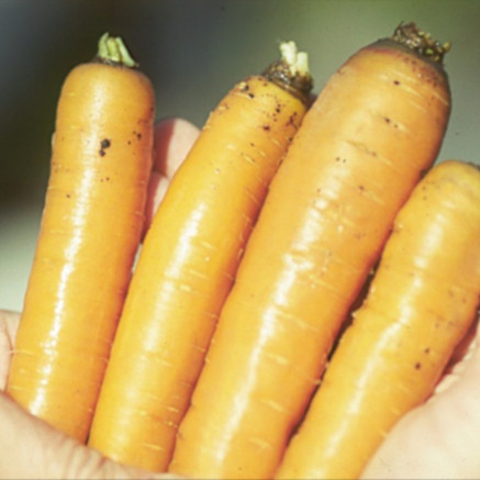 Rhizoctonia Solani in Carrot