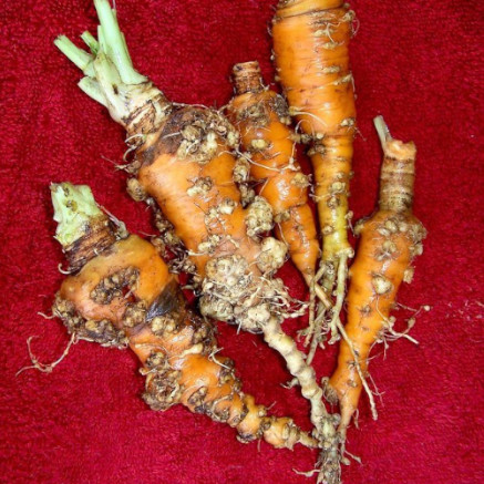 Meloidogyne Species in Carrot
