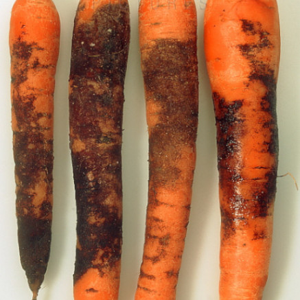 Rhizoctonia Crocorum in Carrot