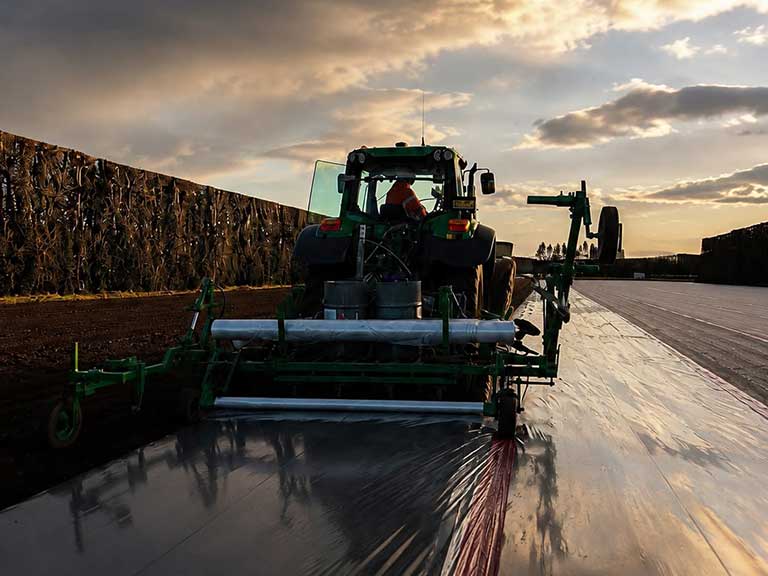 Laying Strawberry Runners