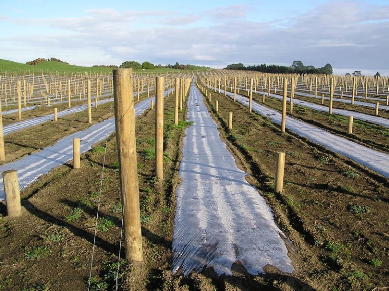 Strip Soil