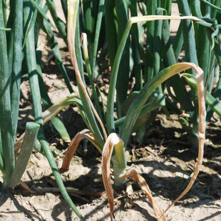 Multiple Pathogens in Onion