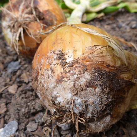 Sclerotium cepivorum in Onion