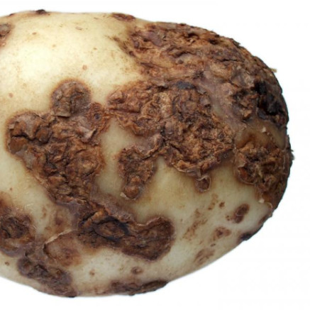 Streptomyces in Potatoes