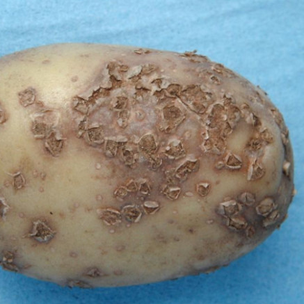 Spongospora subterranea in Potatoes