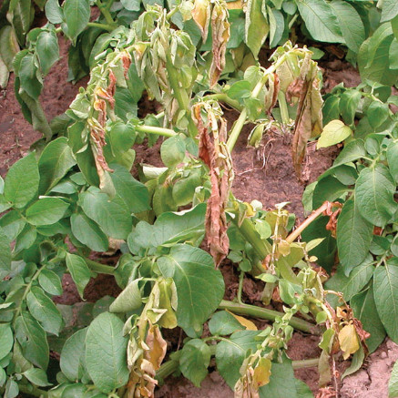 Verticillium dahliae in Potatoes