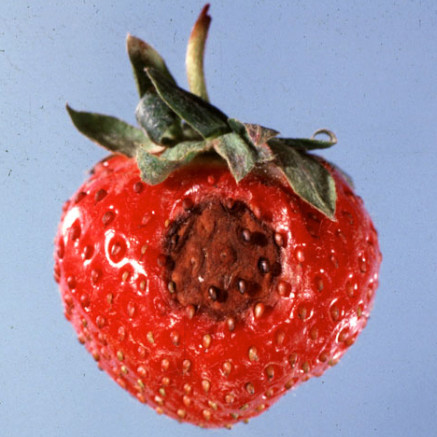 Colletotrichum acutatum in strawberries
