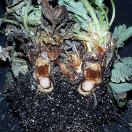Phytophthora Cactorum in strawberries