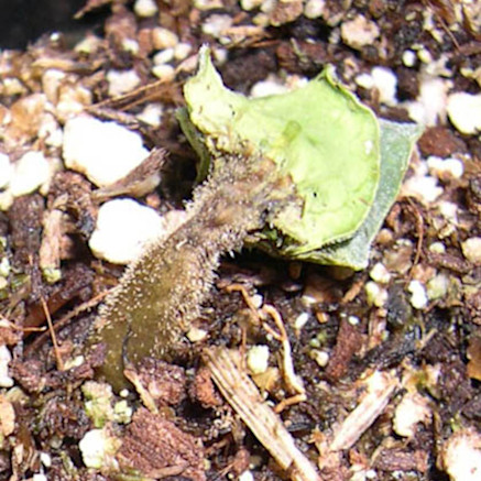 Pythium Species / rhizoctonia solani in watermelons